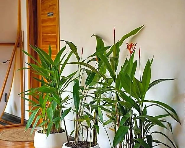 Hotel Ave Del Paraiso